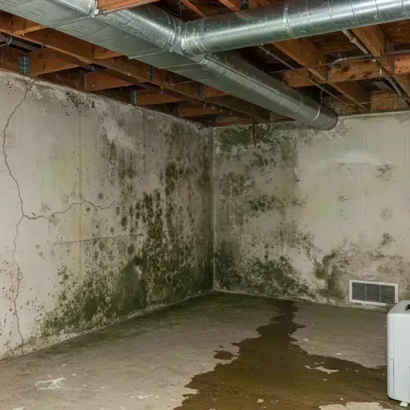 Professional Mold Removal in Plymouth, MI